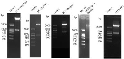 Interaction between the VP2 protein of deformed wing virus and host snapin protein and its effect on viral replication